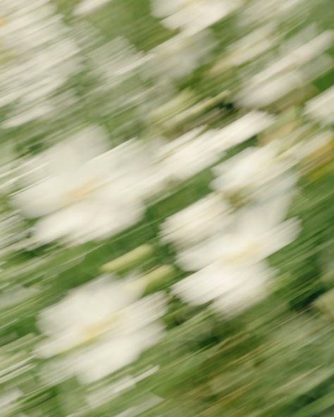 Flowers in motion